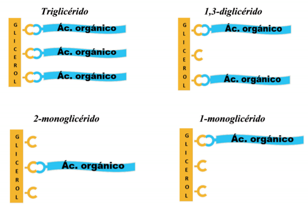 Fig. 1. Esquema molecular de glicéridos a partir de la molécula inicial de triglicérido.