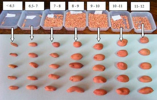Producción de frutos y Granometría de maní en siembra con distribución homogénea - Image 10