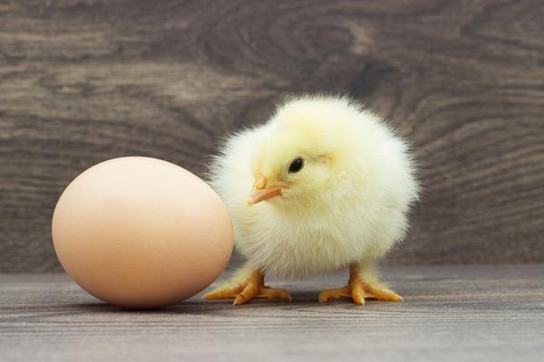 Salmonella en aves: ¿Podemos vacunar durante el periodo de producción de huevos con total seguridad? - Image 1