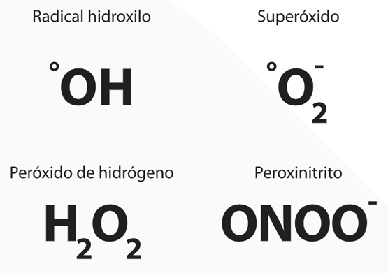 Los organismos que viven en condiciones aeróbicas dependen del oxígeno para su respiración. Aunque la respiración es esencial para la vida y necesaria para generar energía, también puede ser perjudicial debido a la formación de especies de oxígeno reactivas (ROS). Las ROS son compuestos altamente reactivos derivados del oxígeno capaces de dañar las macromoléculas celulares como el ADN, las proteínas y los lípidos. Entre los ejemplos de ROS se encuentran el radical hidroxilo, el superóxido, el peróxido de hidrógeno y el peroxinitrito. Aunque las ROS son moléculas que pueden ejercer un enorme daño, las ROS también desempeñan un papel importante en diversos procesos biológicos. De hecho, las ROS pueden actuar como mediadores y reguladores de los procesos del metabolismo celular, las ROS inducen apoptosis, activan genes y son moléculas de señalización en diversas cascadas biológicas. Además, las ROS son una parte esencial del sistema inmunológico innato.