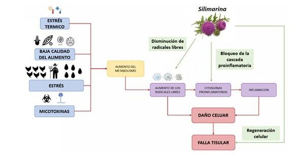 La silimarina como herramienta de control del estrés en la producción animal - Image 5