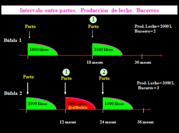 Figura 3. Intervalo entre Partos-Producción de Leche-Bucerros.