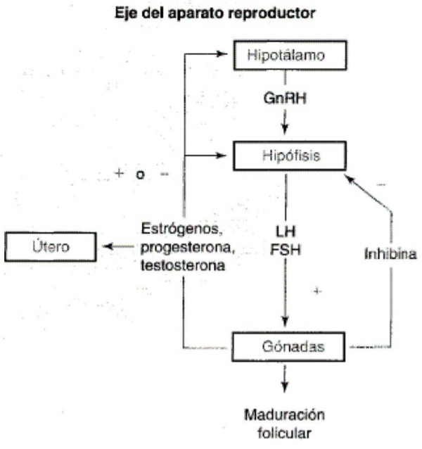 Figura 2, Eje Hipotálamo-Hipófisis-Gónada