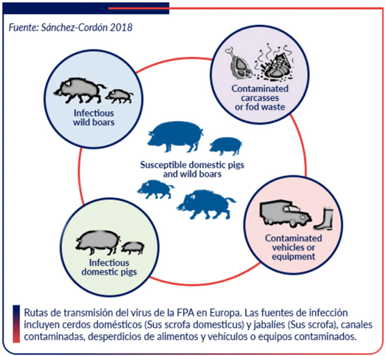 Fiebre Porcina Africana; una enfermedad emergente que pone en riesgo la porcicultura mundial. - Image 1
