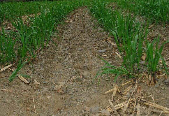 Principios fundamentales del riego por gravedad en el cultivo de caña de azúcar - Image 1
