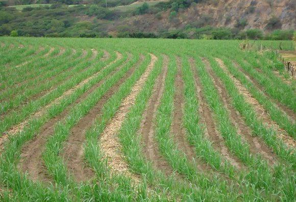 Principios fundamentales del riego por gravedad en el cultivo de caña de azúcar - Image 2
