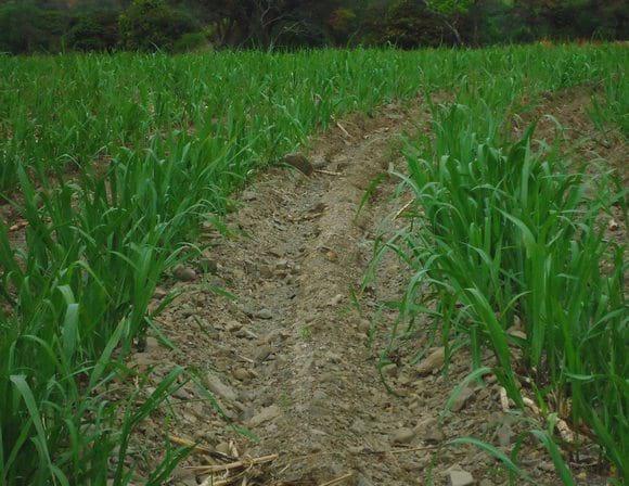 Principios fundamentales del riego por gravedad en el cultivo de caña de azúcar - Image 4