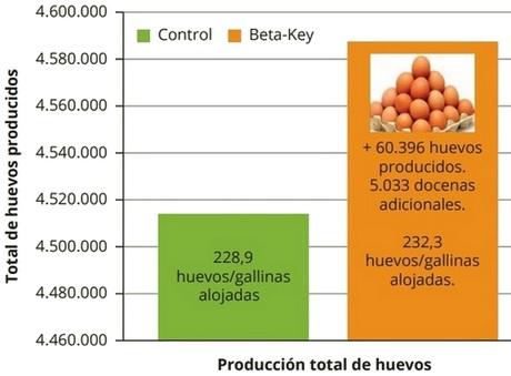 El papel de la betaína en la producción de gallinas ponedoras - Image 1