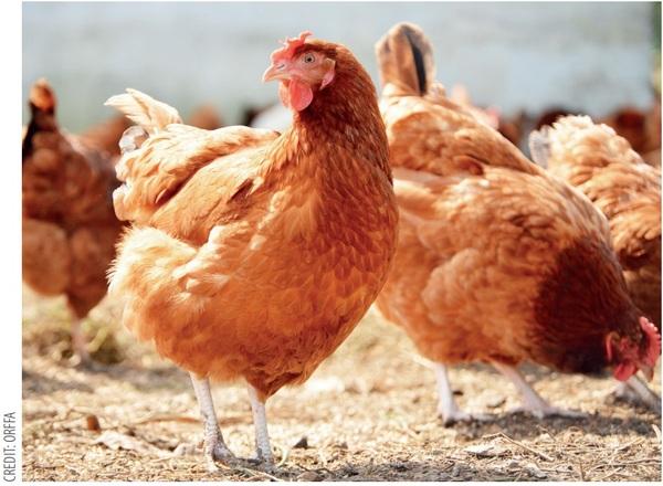 El papel de la betaína en la producción de gallinas ponedoras - Image 5