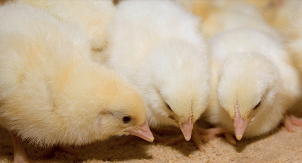 El costo total de producción avícola depende en gran medida del costo del alimento. Por tanto, la utilización eficiente de los nutrientes es clave. 