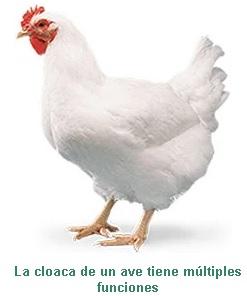 Preeclosión: puntos críticos que afectan a la calidad de los pollitos de un día - Image 3