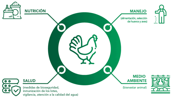 Preeclosión: puntos críticos que afectan a la calidad de los pollitos de un día - Image 2