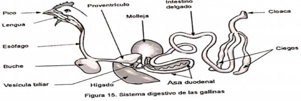 Anatomía del Pollo - Image 2
