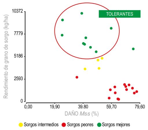 Figura 3 - Asociacion entre daño de Mss (%) y rendimiento de grano (kg/ha) para sorgos graníferos de LE y YO clasificado en mejores, intermedios y peores frente al áfido.