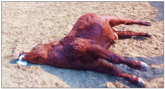 Foto 1: Presentación clínica típica de un caso de tétanos en bovinos: obsérvese el decúbito lateral, cuello extendido hacia atrás y la rigidez de las extremidades