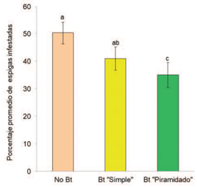 Figura 4 | Porcentaje promedio de espigas infestadas por la “isoca de la espiga del maíz”. Letras iguales indican diferencias no significativas.