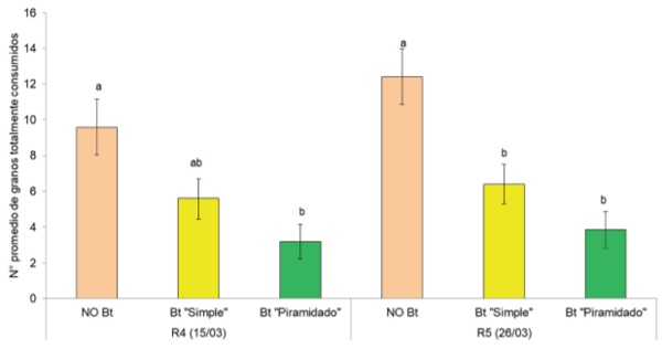 Figura 5 | Número de granos totalmente consumidos por las larvas de la “isoca de la espiga del maíz” en los tres híbridos de maíz evaluados, en los estadios reproductivos R4 y R5. Letras iguales indican diferencias no significativas entre híbridos, para cada estadio reproductivo estudiado.
