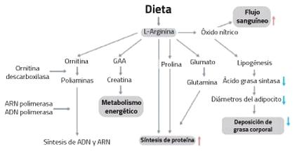 Arginina: un aminoácido indispensable para la producción y reproducción - Image 1