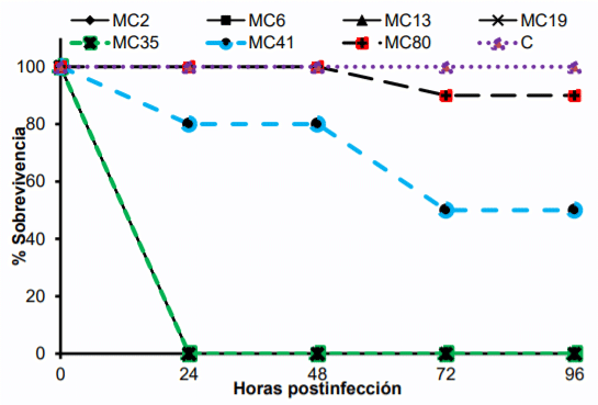 Figura 5: Virulencia en G. mellonella de siete aislados representativos de E. coli, los formadores de biopelículas fueron MC2, 6, 13, 19 y 35. MC41 y MC80 no fueron formadores de biopelículas. También se muestra el control negativo (C)