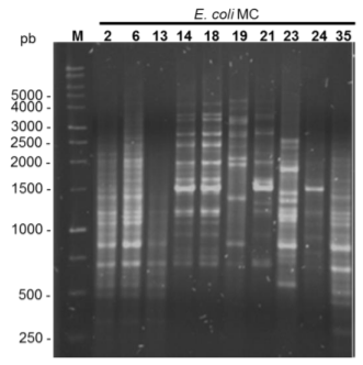 Figura 2: Gel de agarosa de la separación de los productos amplificados por (GTG)5-PCR, se indica el tamaño en pares de bases de algunas bandas del marcador de 1 kb