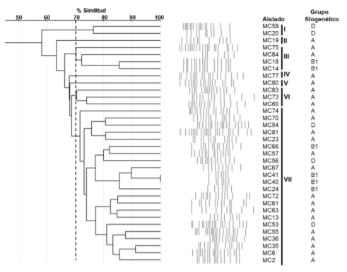 Figura 3: Agrupamiento de los patrones de bandas obtenidos en 34 E. coli asociadas a mastitis bovina, basado en el coeficiente de similitud de Dice generado mediante UPGMA
