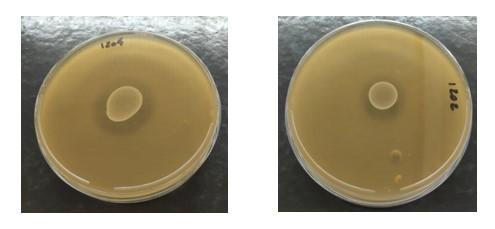 Uso de Probióticos en el control de las Escherichias coli multirresistentes - Image 9