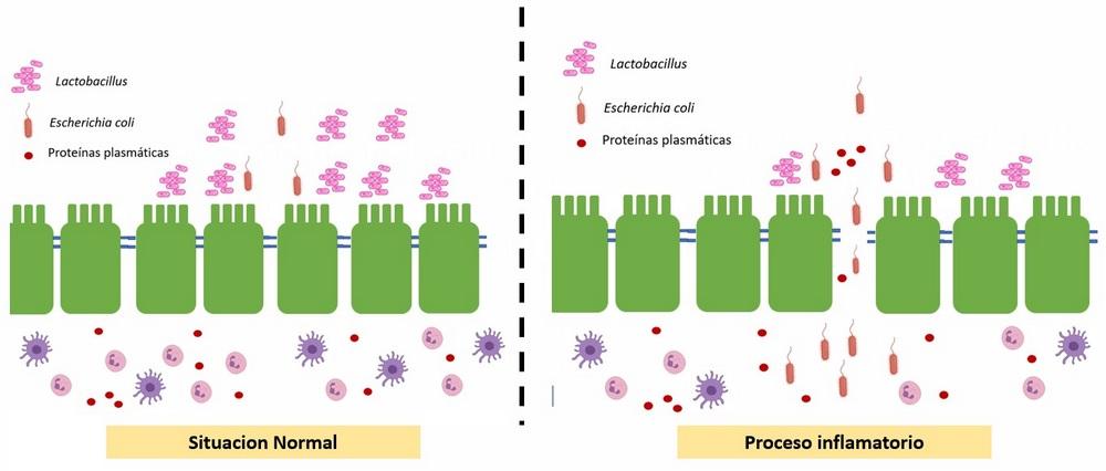 Uso de Probióticos en el control de las Escherichias coli multirresistentes - Image 1
