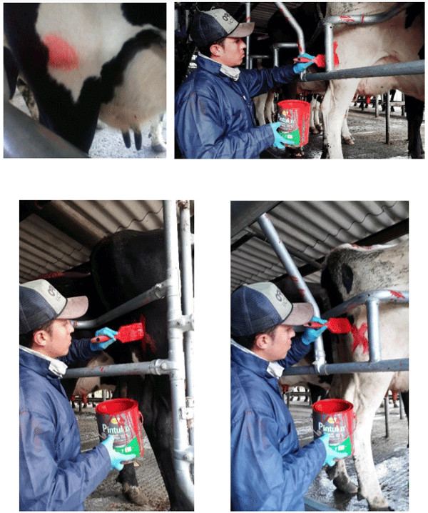 Anexo 2.- Señalización de las vacas a evaluar