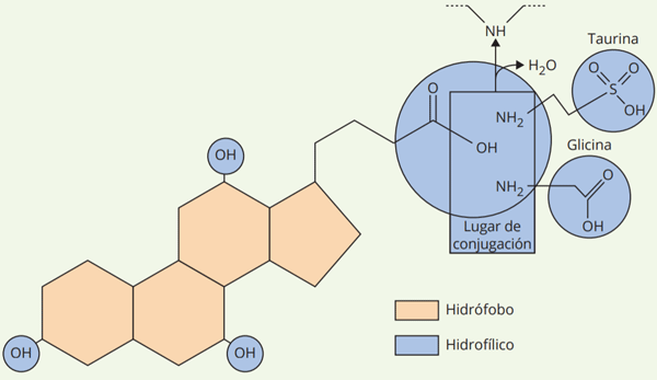 Figura 1 - Conjugación con taurina o glicina para formar una sal biliar activa conjugada.