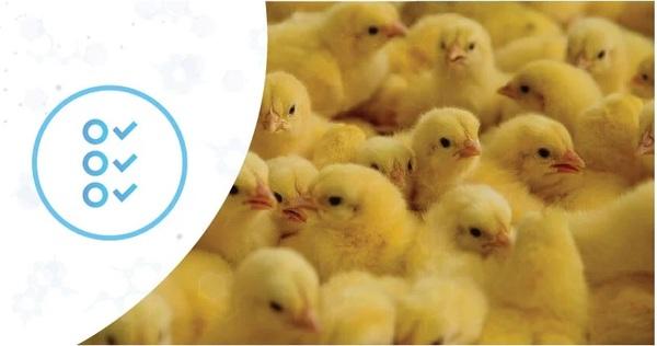 Bioseguridad: relevancia en la producción de pollos de engorde - Image 1