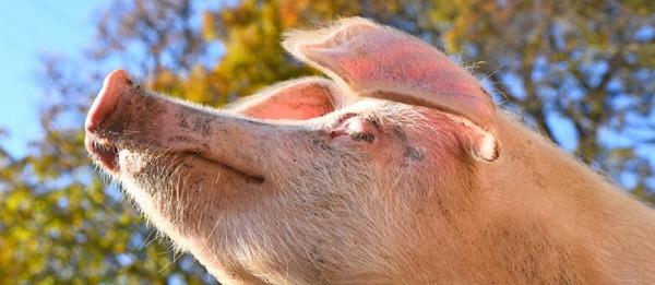 Tome el control de cómo responden sus cerdos al calor - Image 1