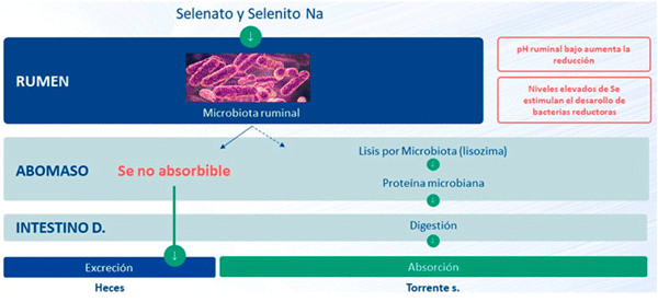 Figura 3: Metabolismo ruminal y Absorción de diferentes fuentes de selenio en rumiantes.