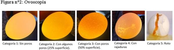Uso de aditivos biodisponible para la mejora en la calidad de Huevo - Image 2