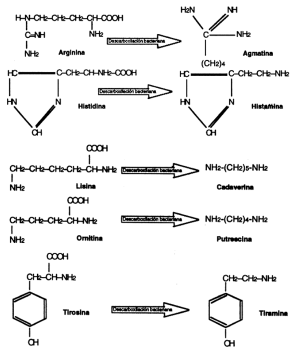 Formación de las aminas biogénicas.