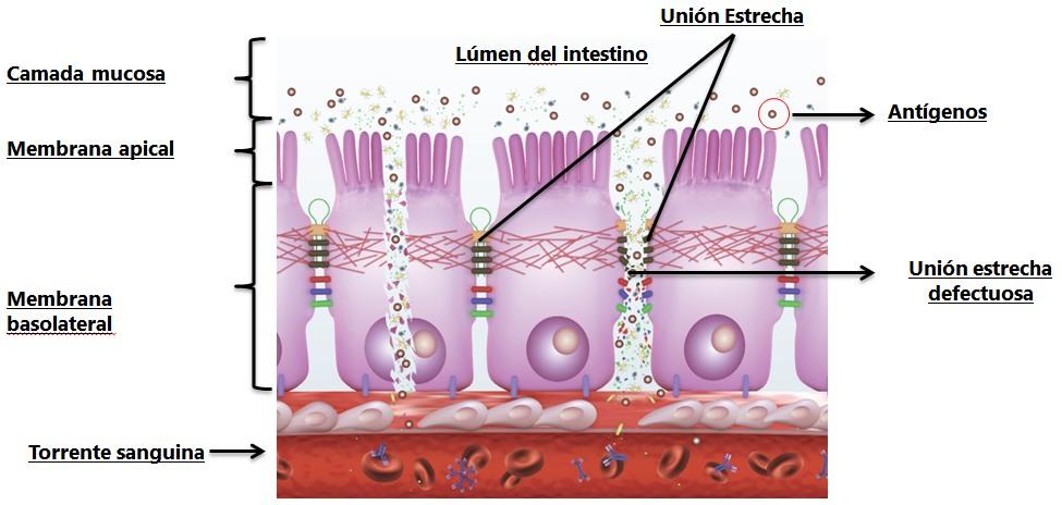Pared celular de levadura y la respuesta del sistema inmune innato - Image 1