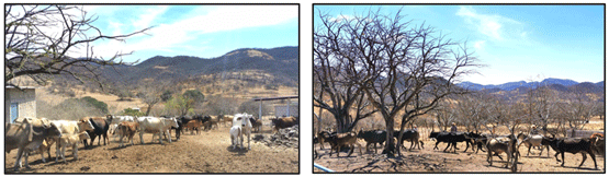 Figura 3. Hatos bovinos bajo sistema vaca-becerro en Ajuchitlan Municipio de Tlaquiltenago, Morelos.