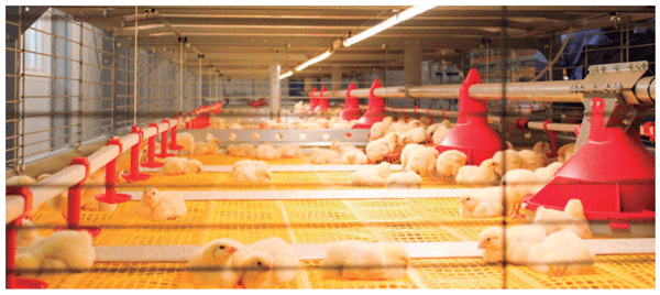 Manejo de las variables en producción y su incidencia en el performance del pollo - Image 4