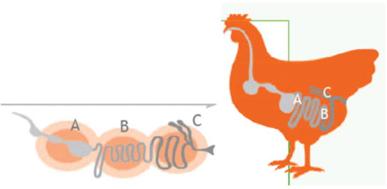 Figura 1. Tracto Gastrointestinal de aves y zonas de llegada y acción del butirato