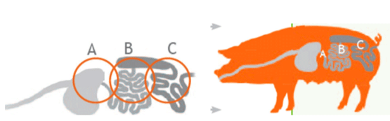 Figura 2. TGI de cerdos y zonas de llegada del butirato