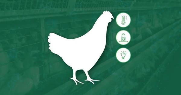 Bienestar animal en gallinas ponedoras: ¿por qué es importante estar atento? - Image 1