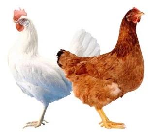 Bienestar animal en gallinas ponedoras: ¿por qué es importante estar atento? - Image 3