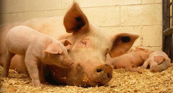 Estrategias de nutrición porcina en la fase de lactación - Image 1