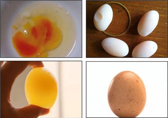 Mejorando la calidad del huevo con ácidos biliares - Image 1