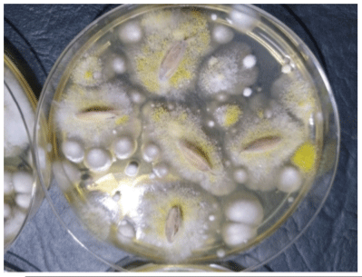 Granos de avena infectados con Aspergilus flavus productor de AFB1