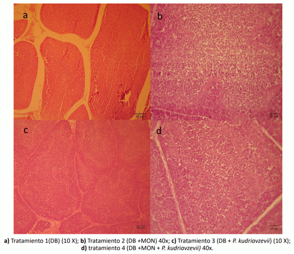 Figura 1 Cambios histopatológicos en el timo de los pollos parrilleros suplementados con los diferentes tratamientos.