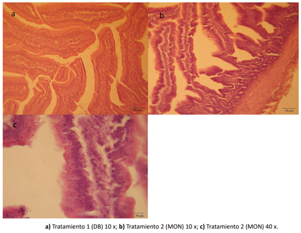 Figura 3. cambios histopatológicos de intestino delgado de los pollos parrilleros suplementados con los diferentes tratamientos.
