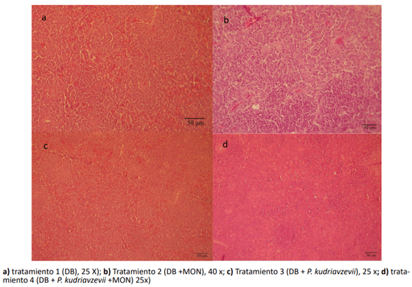 Figura 2. Cambios histopatológicos en el bazo de los pollos parrilleros suplementados con los diferentes tratamientos