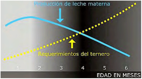 Gráfico 5. Requerimientos del ternero vs. producción de leche. Fuente: Salado, E. y Fumagalli, A. 2002.
