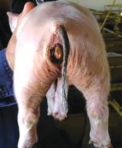Caso de estudio: patología e histopatología como herramientas para el diagnóstico de trastornos reproductivos en cerdos relacionados con micotoxinas - Image 5
