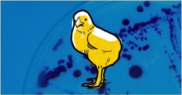 Colibacilosis: problema actual en la avicultura brasileña - Image 1